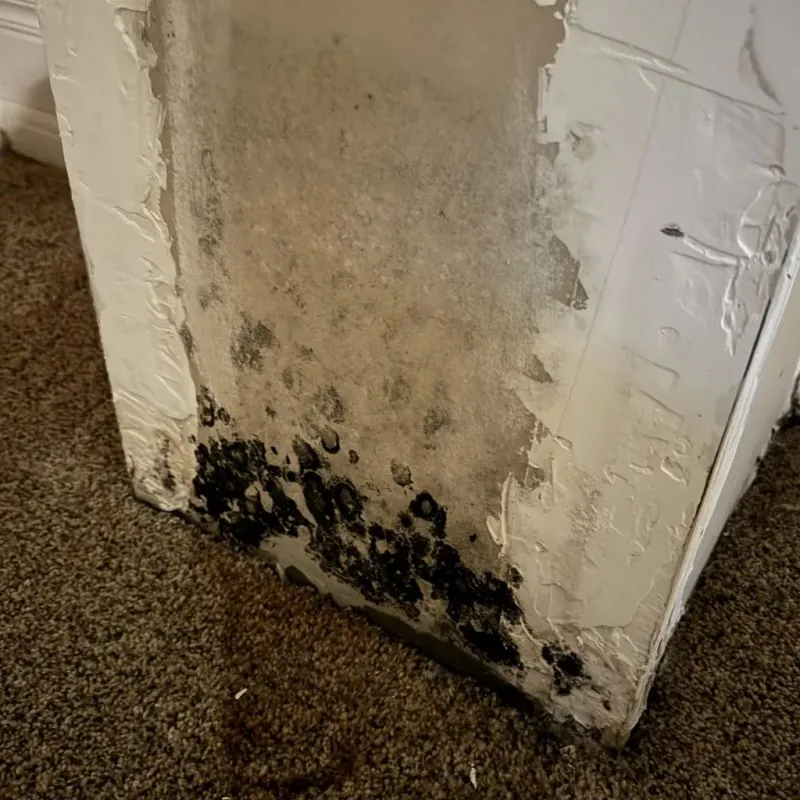 Professional Mold Removal in London, OH